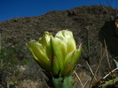 photo thumbnail #10