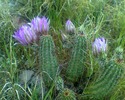 photo thumbnail #4