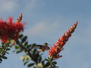 photo thumbnail #2