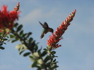 photo thumbnail #4
