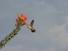 photo thumbnail #5