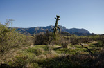 photo thumbnail #10