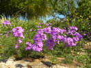 photo thumbnail #3