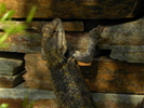 photo thumbnail #6