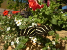 photo thumbnail #15