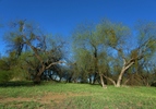 photo thumbnail #12