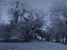 photo thumbnail #13