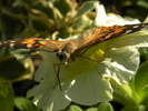photo thumbnail #12