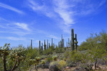 photo thumbnail #1