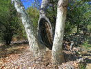 photo thumbnail #11