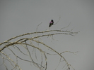 photo thumbnail #15