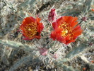 photo thumbnail #2