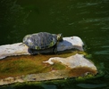 photo thumbnail #10