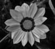 photo thumbnail #15