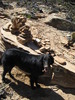 photo thumbnail #3