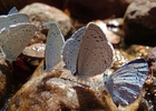 photo thumbnail #7