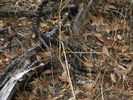 photo thumbnail #9