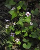 photo thumbnail #15