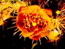 photo thumbnail #12