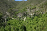 photo thumbnail #12