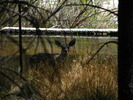 photo thumbnail #13