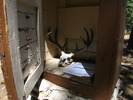 photo thumbnail #14