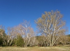 photo thumbnail #12