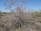 photo thumbnail #3