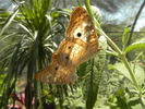 photo thumbnail #15