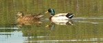 photo thumbnail #8