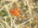 photo thumbnail #10
