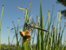 photo thumbnail #11