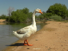 photo thumbnail #15