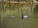 photo thumbnail #9