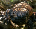photo thumbnail #15
