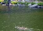 photo thumbnail #15