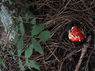 photo thumbnail #10