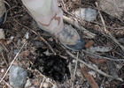 photo thumbnail #7