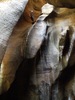 photo thumbnail #13