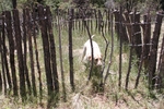 photo thumbnail #3