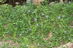 photo thumbnail #8