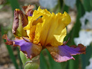 photo thumbnail #5