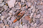 photo thumbnail #11