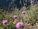 photo thumbnail #1