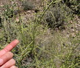photo thumbnail #5