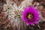 photo thumbnail #6