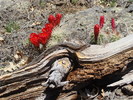 photo thumbnail #9