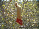 photo thumbnail #9