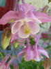 photo thumbnail #14