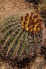 photo thumbnail #4